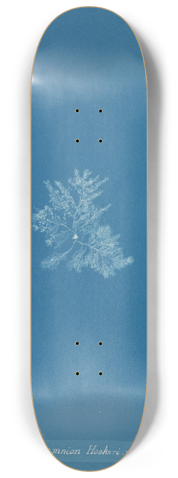 Anna Atkins - Callithamnion Hookeri. var. 8.25 inch art skate deck