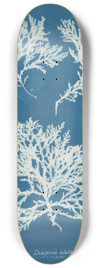 Anna Atkins - Delesseria alata 8.25 inch art skate deck