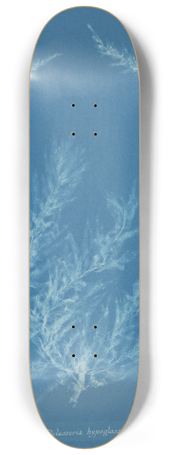 Anna Atkins - Delesseria hypoglossum. 8.25 inch art skate deck