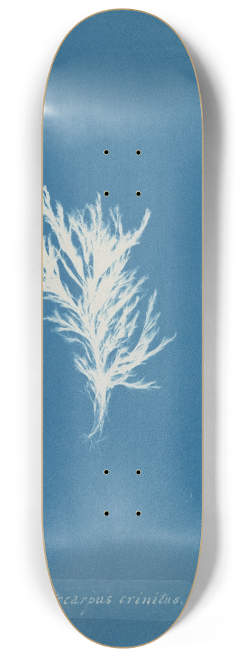 Anna Atkins - Ectocarpus crinitus 8.25 inch art skate deck