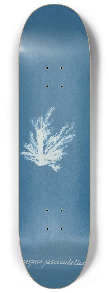 Anna Atkins - Ectocarpus fasciculatus 8.25 inch art skate deck