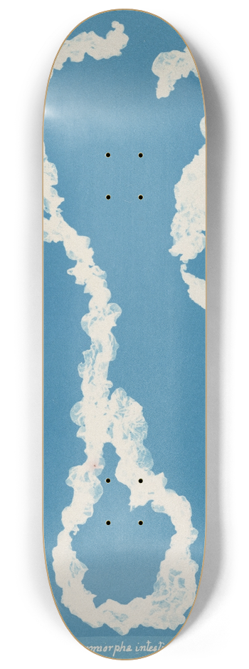 Anna Atkins - Enteromorpha intestinalis. 8.25 inch art skate deck