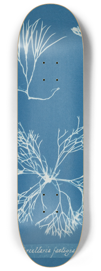 Anna Atkins - Furcellaria fastigiata 8.25 inch art skate deck