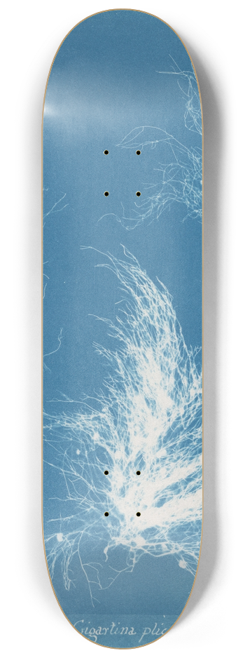 Anna Atkins - Gigartina plicata 8.25 inch art skate deck