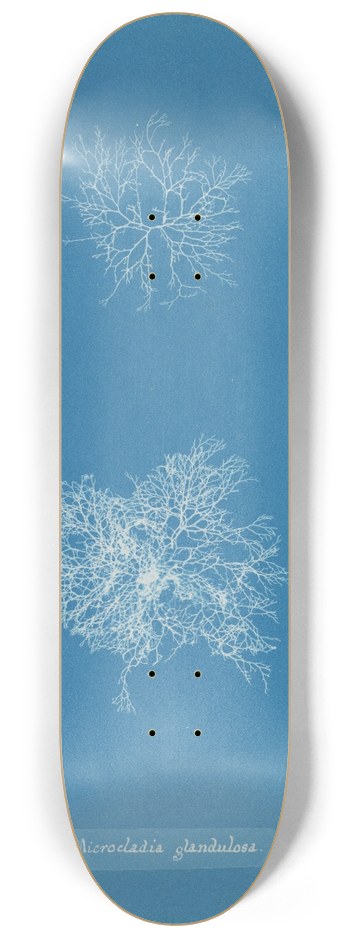 Anna Atkins - Microcladia glandulosa 8.25 inch art skate deck