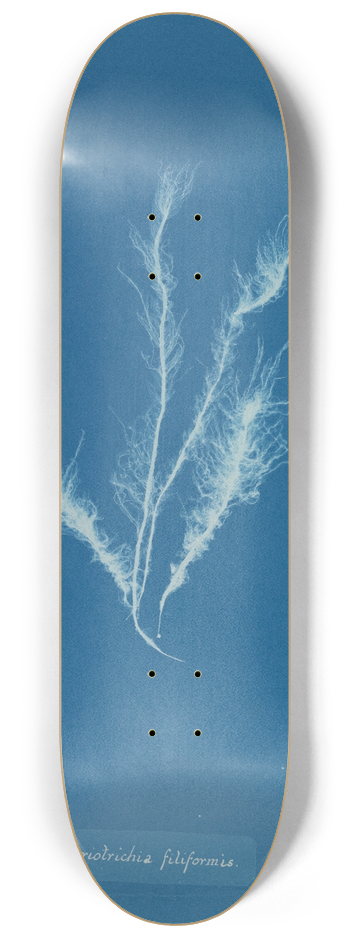 Anna Atkins - Myriotrichia filiformis 8.25 inch art skate deck