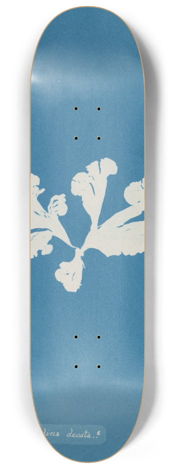 Anna Atkins - Padina deusta 8.25 inch art skate deck