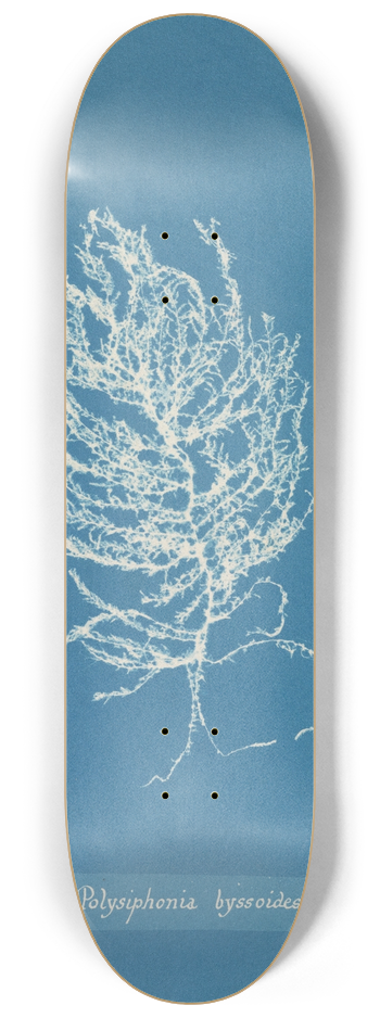 Anna Atkins - Polysiphonia byssoides 8.25 inch art skate deck