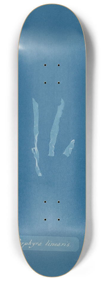 Anna Atkins - Porphyra linearis 8.25 inch art skate deck