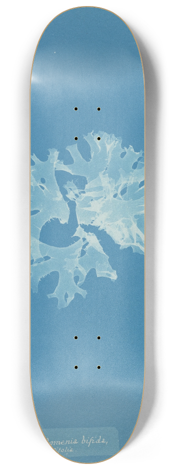 Anna Atkins - Rhodomenia bifida var. latifolia 8.25 inch art skate deck