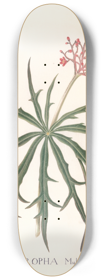 Ann Lee - Jatropha Multifidis 8.25 inch art skate deck