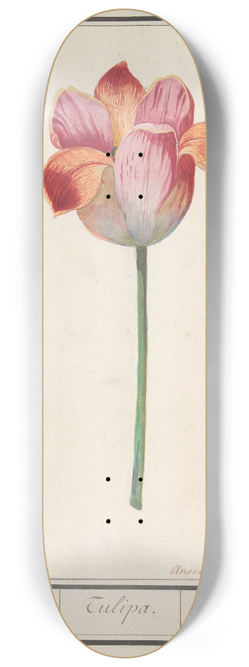 Anselmus Botius de Boodt - Tulp (Tulipa) 8.25 inch art skate deck