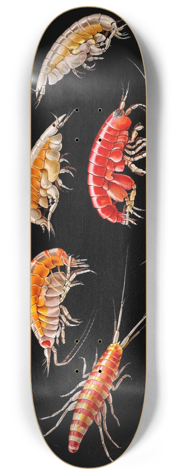 Antonio della Valle - Gammarini del golfo di Napoli Plate 5 8.25 inch art skate deck