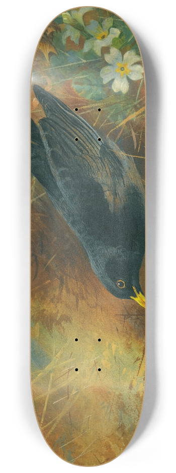 Archibald Thorburn - Blackbird 8.25 inch art skate deck