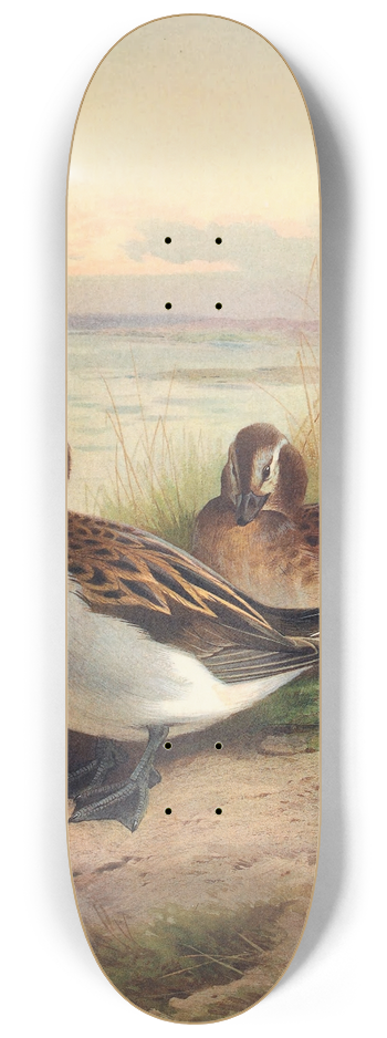 Archibald Thorburn - Long-Tailed Duck (Summer) 8.25 inch art skate deck