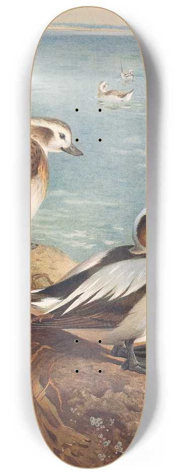 Archibald Thorburn - Long-Tailed Duck (Winter) 8.25 inch art skate deck