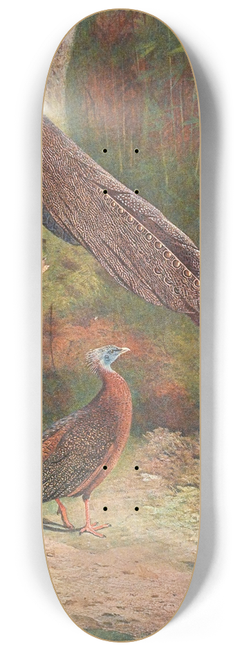 Archibald Thorburn - Malay Argus Pheasant 8.25 inch art skate deck