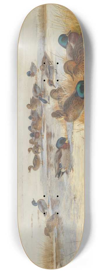 Archibald Thorburn - Mallard and teal on a snowy marsh 8.25 inch art skate deck