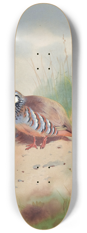 Archibald Thorburn - Red-Legged Partridge 8.25 inch art skate deck