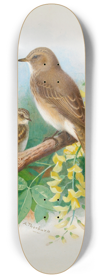 Archibald Thorburn - Spotted Flycatchers 8.25 inch art skate deck