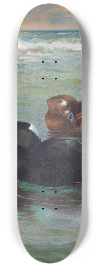 Archibald Thorburn - Surf-Scoter 8.25 inch art skate deck
