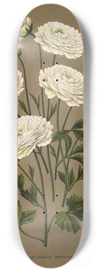 Arentina Hendrica Arendsen - Ranunculus Hercules (White Turban} 8.25 inch art skate deck