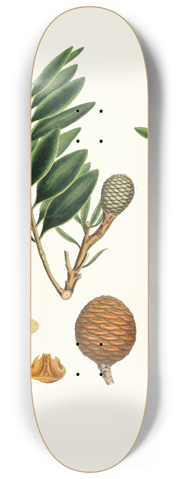 Aylmer Bourke Lambert - Dammara orientalis = Amboyna pitch tree 8.25 inch art skate deck