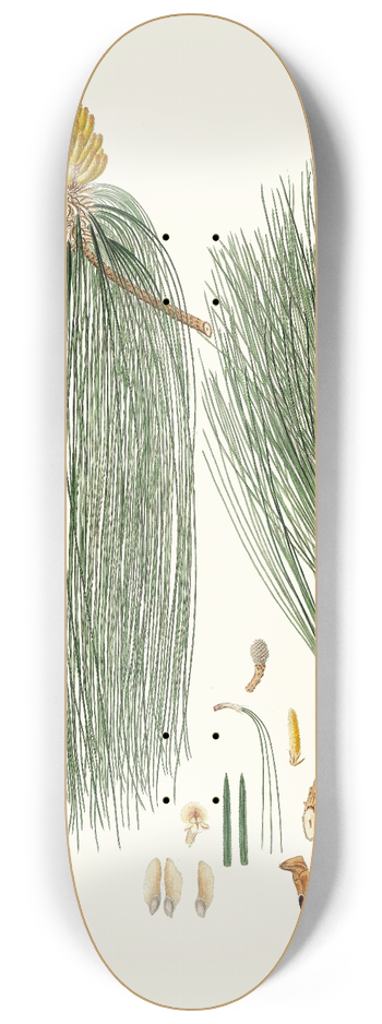 Aylmer Bourke Lambert - Pinus longifolia = Long-leaved Indian pine 8.25 inch art skate deck