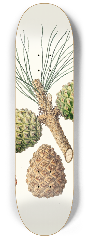 Aylmer Bourke Lambert - Pinus pinea = The stone pine. 8.25 inch art skate deck