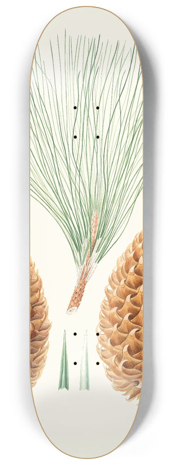 Aylmer Bourke Lambert - Pinus sabiniana = Great prickly-coned pine. [Digger pine] 8.25 inch art skate deck