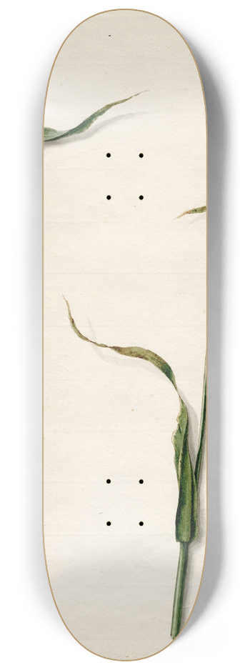 Barend Hendrik Thier - Rogge 8.25 inch art skate deck