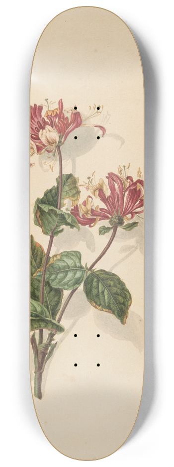 Barend Hendrik Thier - Tak wilde kamperfoelie (Lonicera periclymenum) 8.25 inch art skate deck