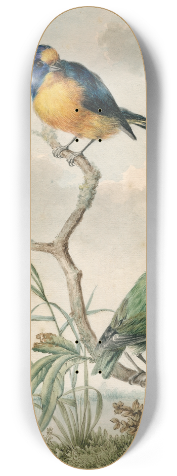 Barend Hendrik Thier - Two tropical birds 2 8.25 inch art skate deck