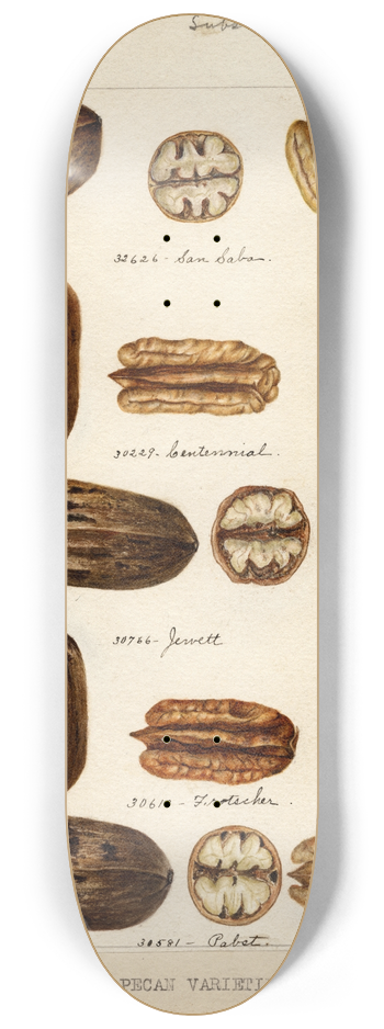 Bertha Heiges - Carya illinoinensis 8.25 inch art skate deck