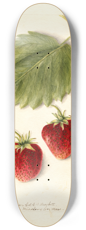 Bertha Heiges - Fragaria: Marshall 8.25 inch art skate deck