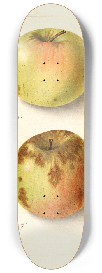 Bertha Heiges - Malus domestica: Rhode Island Greening 8.25 inch art skate deck
