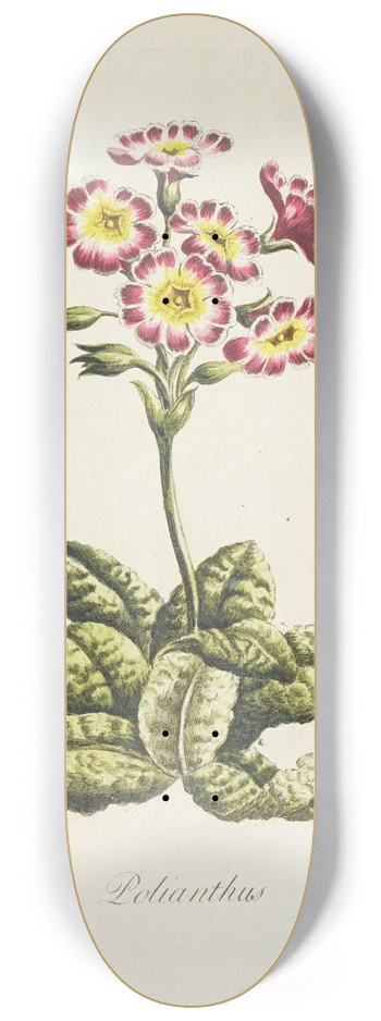 Carington Bowles - Polianthos 8.25 inch art skate deck