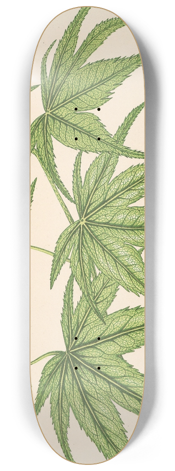 Charles Antoine Lemaire - Acer palmatum reticulatum 8.25 inch art skate deck
