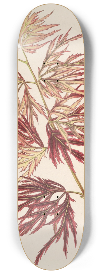 Charles Antoine Lemaire - Acer (polymorphum) palmatum 8.25 inch art skate deck