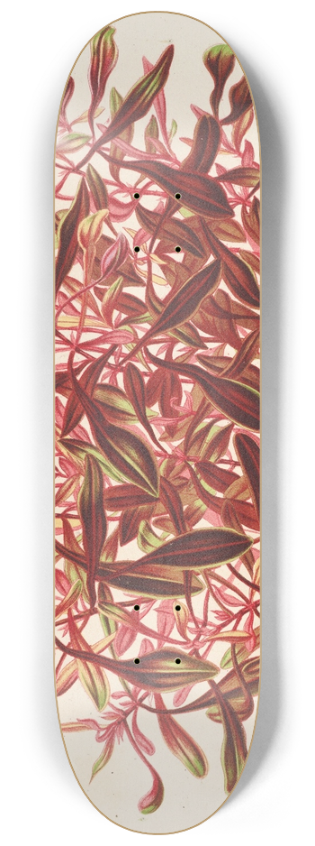 Charles Antoine Lemaire - Alternanthera spathulata 8.25 inch art skate deck