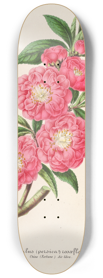 Charles Antoine Lemaire - Amygdalus (persica) roaeflora 8.25 inch art skate deck