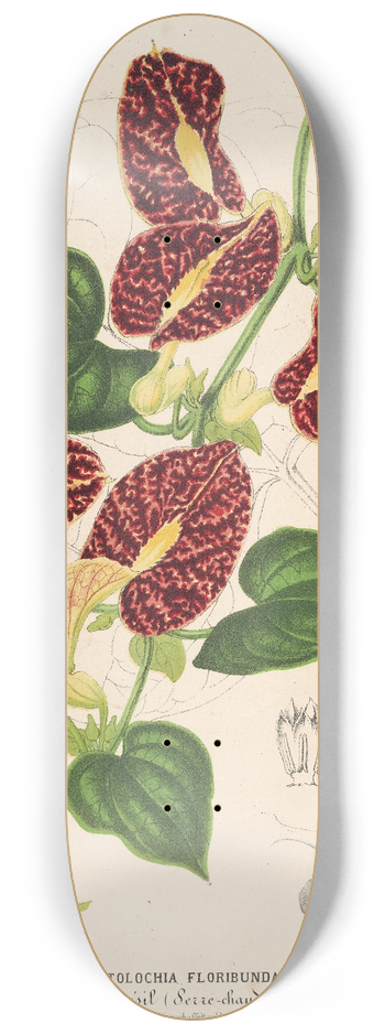 Charles Antoine Lemaire - Aristolochia floribunda 8.25 inch art skate deck