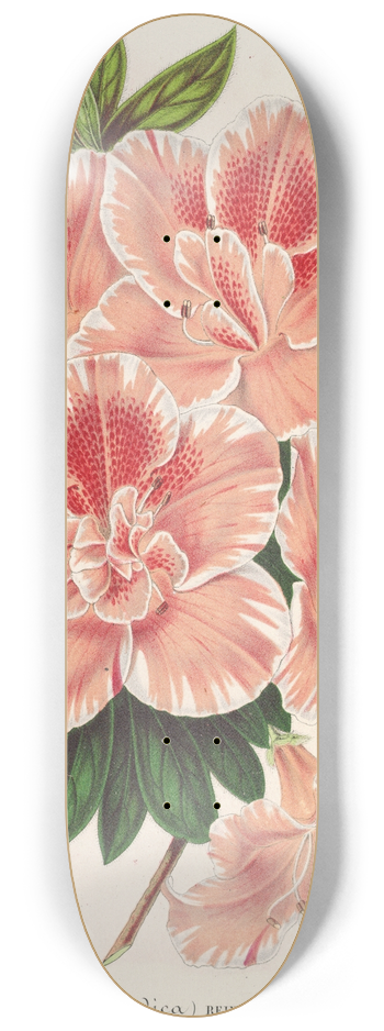 Charles Antoine Lemaire - Azalea indica 8.25 inch art skate deck