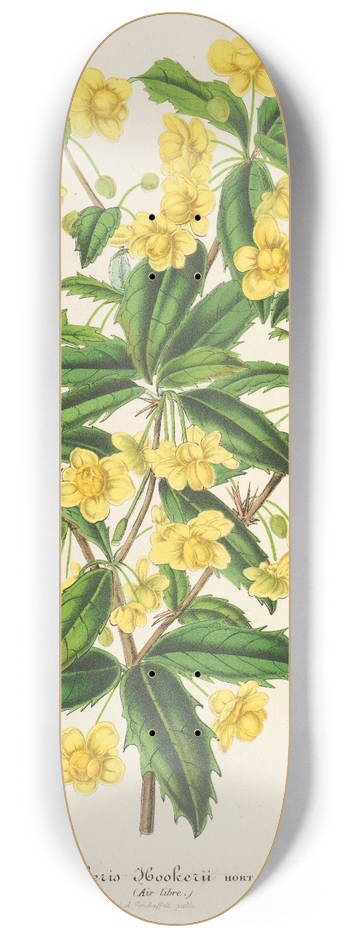 Charles Antoine Lemaire - Berberis Hookerii 8.25 inch art skate deck