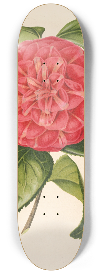 Charles Antoine Lemaire - Camellia Francesco Burlamachi 8.25 inch art skate deck