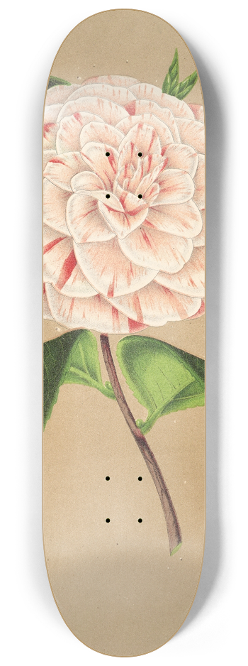 Charles Antoine Lemaire - Camellia Principessa Clotilde 8.25 inch art skate deck