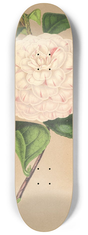 Charles Antoine Lemaire - Camellia Vesillo dell Arno 8.25 inch art skate deck