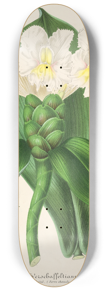 Charles Antoine Lemaire - Costus Verschaffeltianus 8.25 inch art skate deck