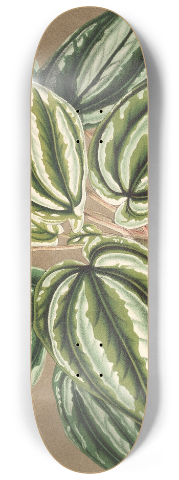 Charles Antoine Lemaire - Peperomia Verschaffeltii 8.25 inch art skate deck