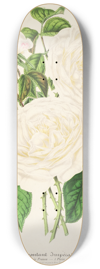 Charles Antoine Lemaire - Rose Imperatrice Eugenie 8.25 inch art skate deck